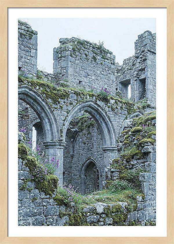 Castle Ruins Embraced By Nature