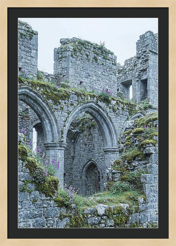 Castle Ruins Embraced By Nature