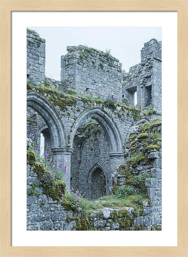 Castle Ruins Embraced By Nature