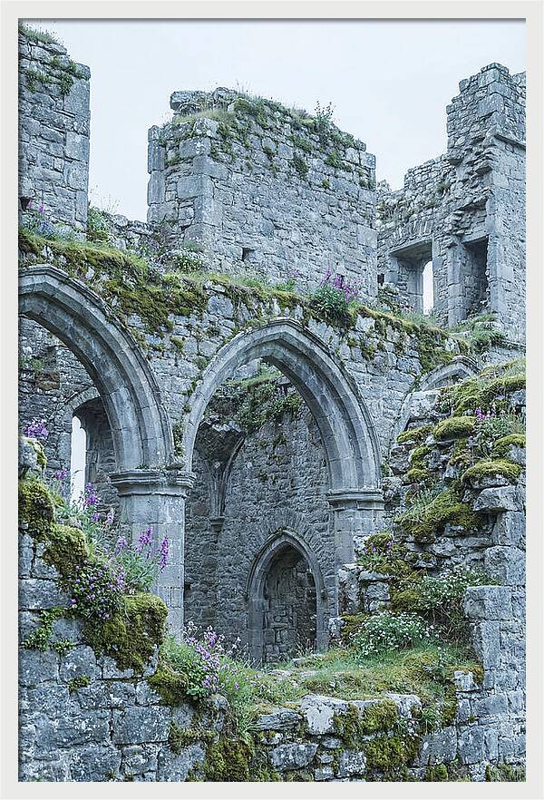 Castle Ruins Embraced By Nature