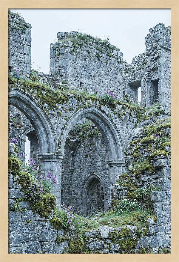Castle Ruins Embraced By Nature