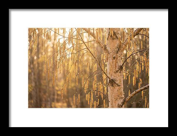 Catkin Tassels Glowing In Light