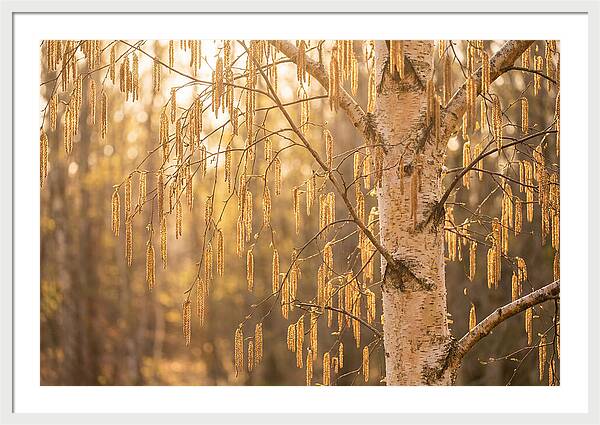 Catkin Tassels Glowing In Light