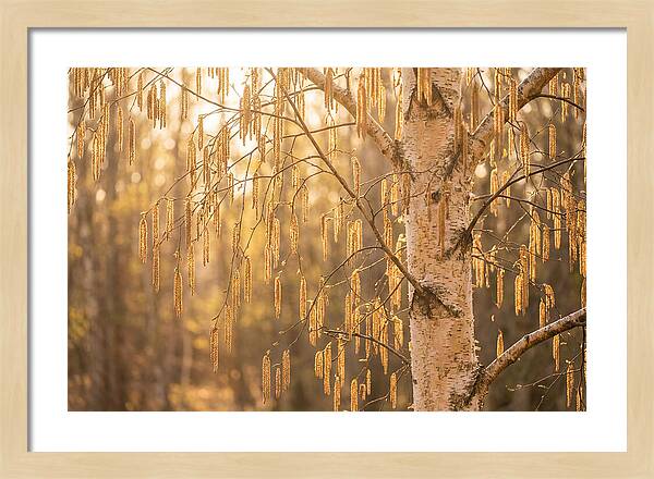 Catkin Tassels Glowing In Light