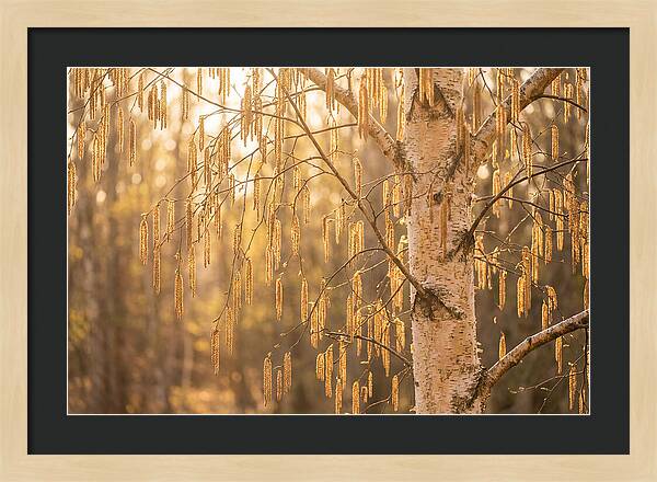 Catkin Tassels Glowing In Light