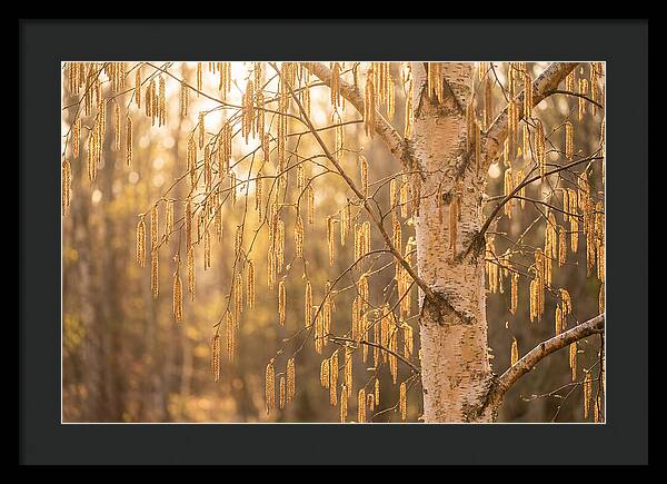 Catkin Tassels Glowing In Light