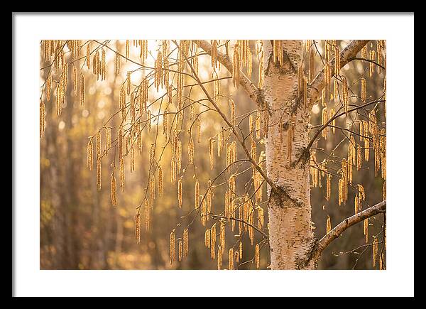 Catkin Tassels Glowing In Light