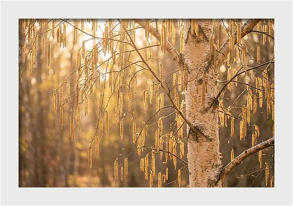 Catkin Tassels Glowing In Light