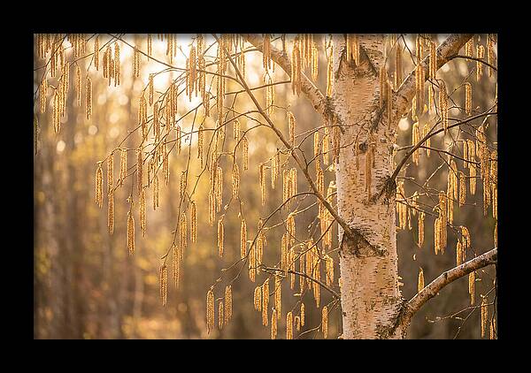 Catkin Tassels Glowing In Light