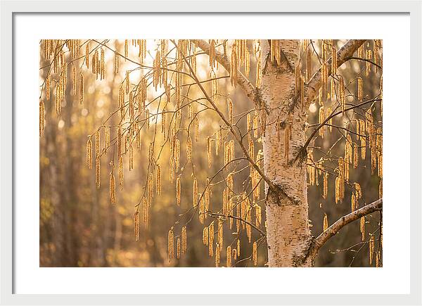 Catkin Tassels Glowing In Light