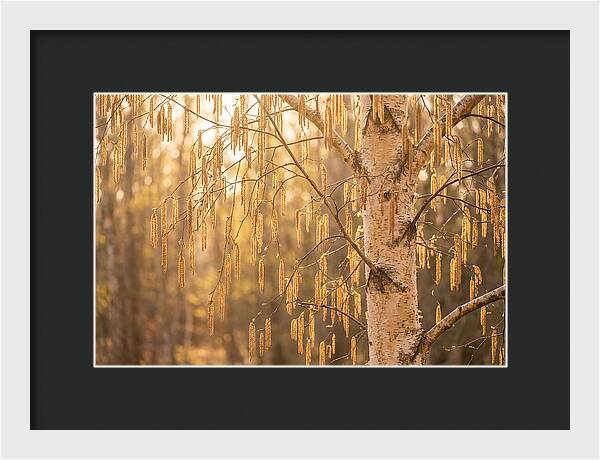 Catkin Tassels Glowing In Light