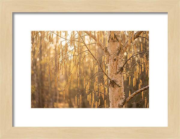 Catkin Tassels Glowing In Light