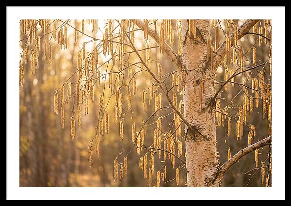 Catkin Tassels Glowing In Light