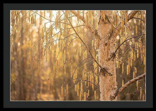 Catkin Tassels Glowing In Light