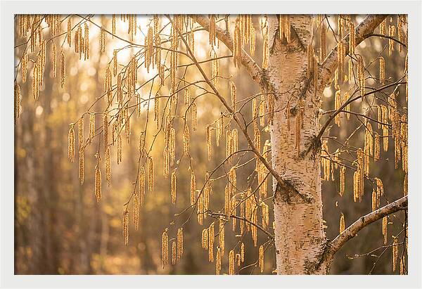 Catkin Tassels Glowing In Light