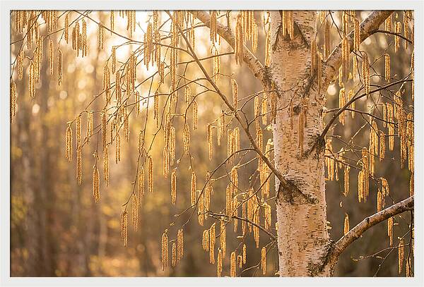 Catkin Tassels Glowing In Light