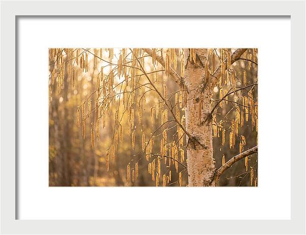Catkin Tassels Glowing In Light