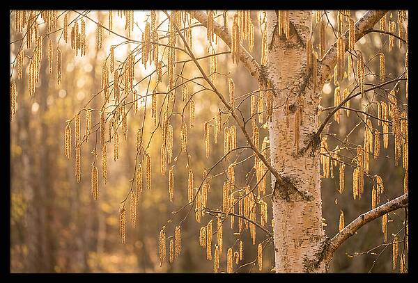 Catkin Tassels Glowing In Light