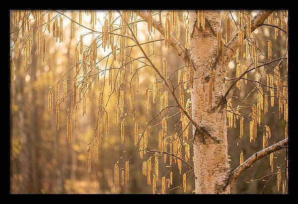 Catkin Tassels Glowing In Light