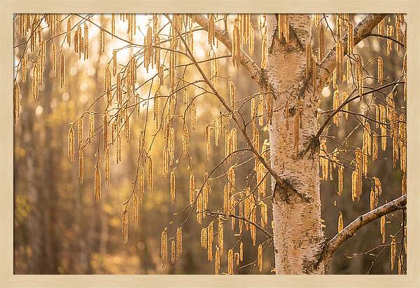 Catkin Tassels Glowing In Light