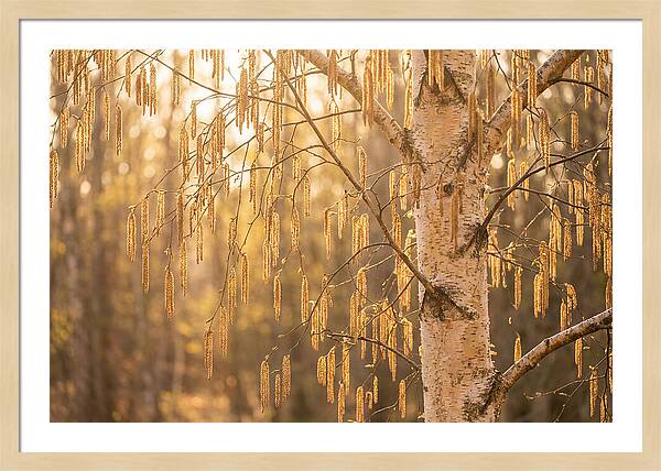 Catkin Tassels Glowing In Light
