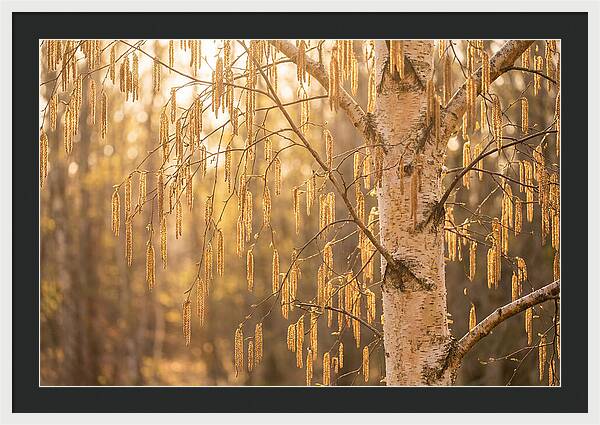 Catkin Tassels Glowing In Light