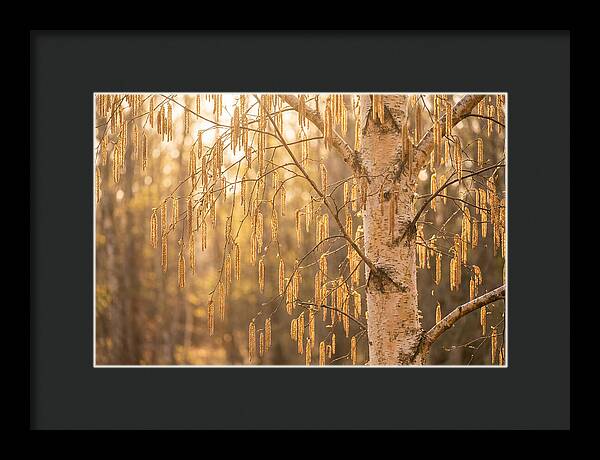 Catkin Tassels Glowing In Light