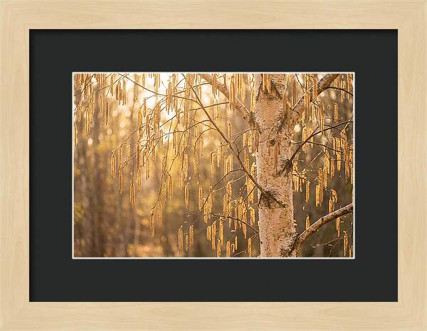Catkin Tassels Glowing In Light