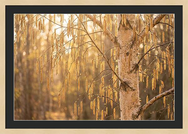 Catkin Tassels Glowing In Light