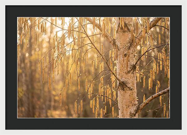 Catkin Tassels Glowing In Light