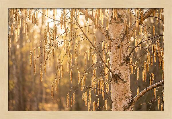 Catkin Tassels Glowing In Light