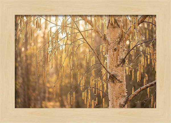 Catkin Tassels Glowing In Light