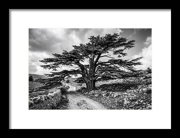 Cedar Of Lebanon Majestic Presence