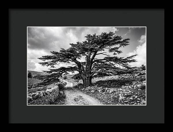 Cedar Of Lebanon Majestic Presence