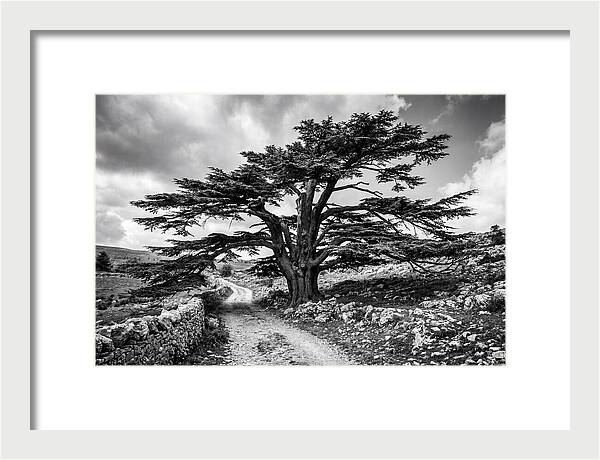 Cedar Of Lebanon Majestic Presence
