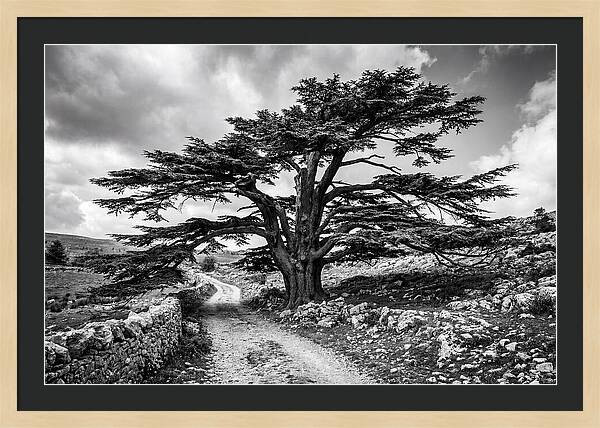 Cedar Of Lebanon Majestic Presence