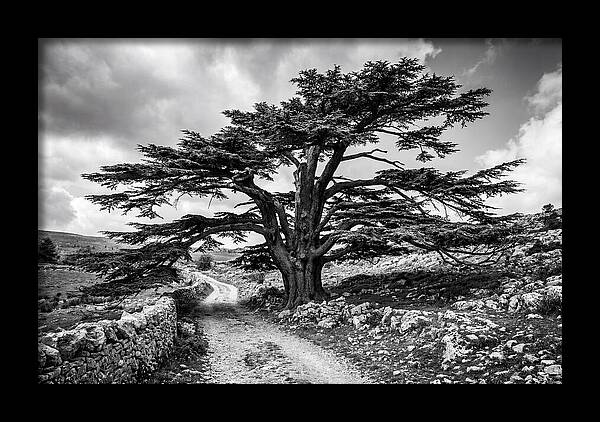 Cedar Of Lebanon Majestic Presence