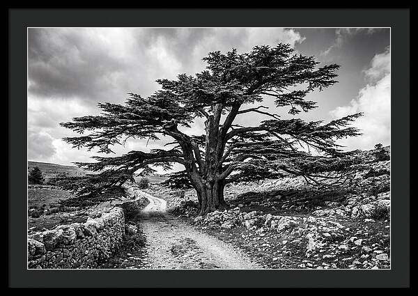 Cedar Of Lebanon Majestic Presence