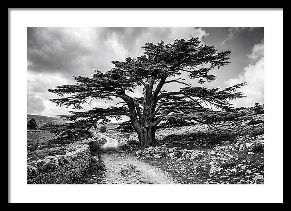 Cedar Of Lebanon Majestic Presence
