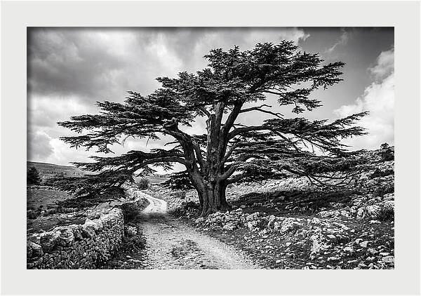 Cedar Of Lebanon Majestic Presence
