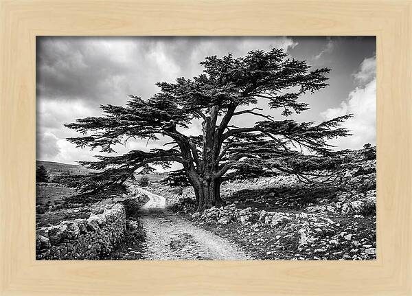 Cedar Of Lebanon Majestic Presence