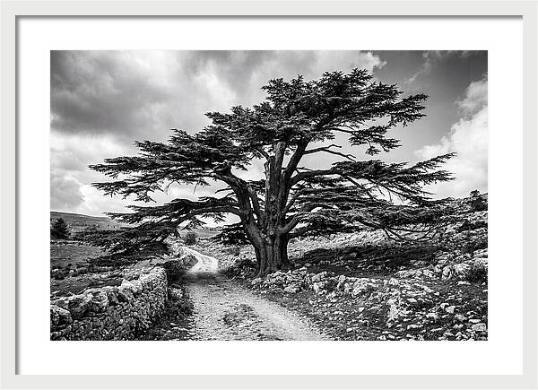 Cedar Of Lebanon Majestic Presence
