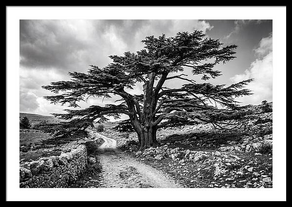 Cedar Tree Art