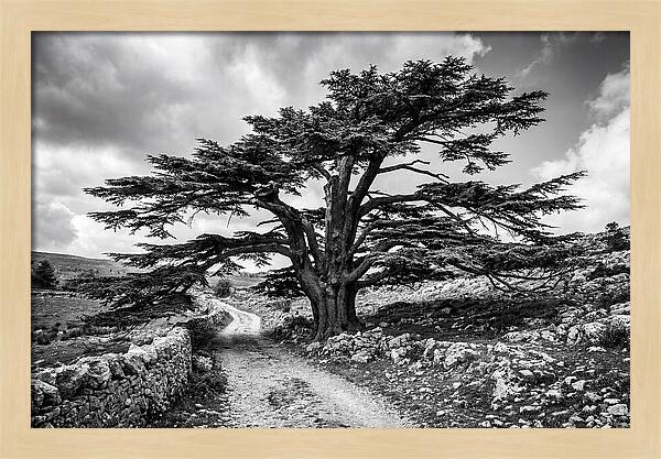 Cedar Of Lebanon Majestic Presence