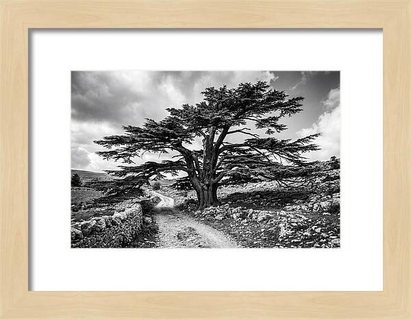 Cedar Of Lebanon Majestic Presence