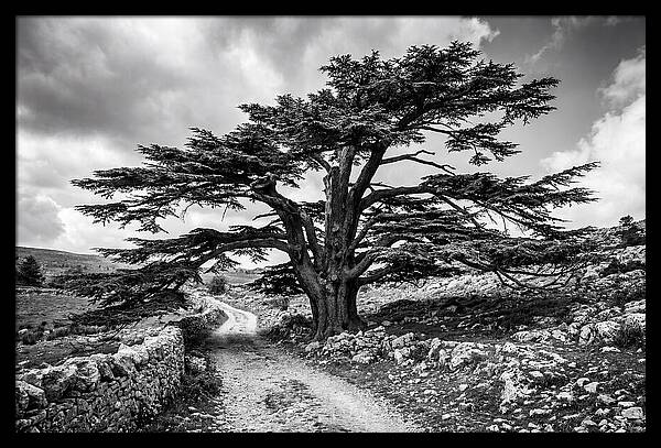 Cedar Of Lebanon Majestic Presence