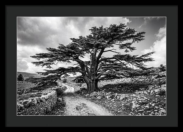 Cedar Of Lebanon Majestic Presence