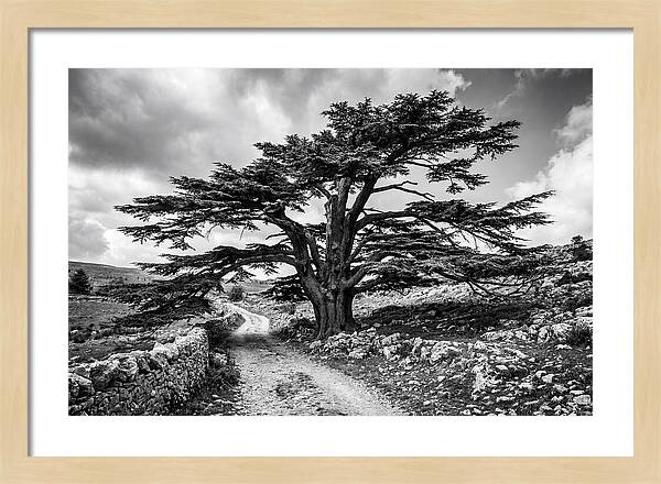 Cedar Of Lebanon Majestic Presence