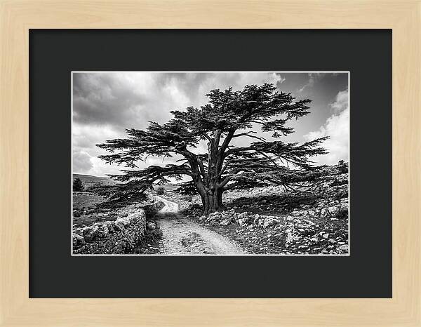 Cedar Of Lebanon Majestic Presence