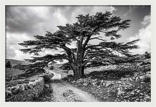Cedar Of Lebanon Majestic Presence